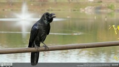 Corvus macrorhynchos