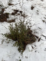 Cercocarpus betuloides