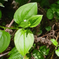 Hackelia latifolia
