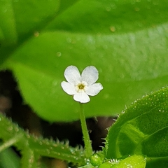 Hackelia latifolia