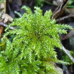 Hypnodendron