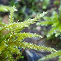 Hypnodendron