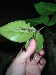 Trachythorax