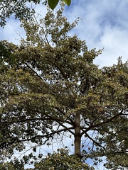 Artocarpus heterophyllus