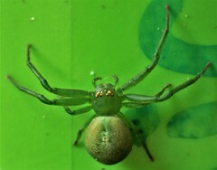 Diaea