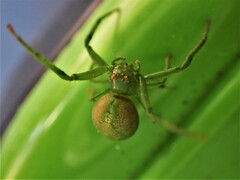 Diaea