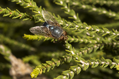 Calliphora dubia
