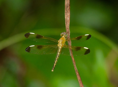 Neurothemis stigmatizans