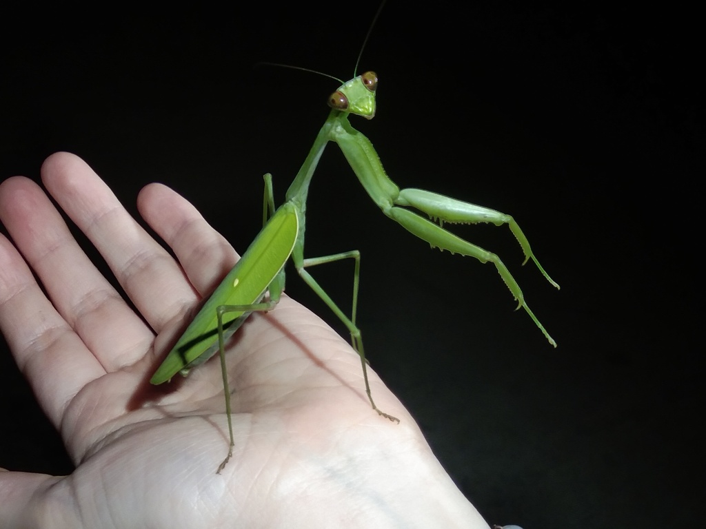 Hierodula confusa from Cha-am, Cha-am District, Phetchaburi, Таиланд on ...