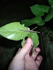 Trachythorax