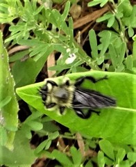 Laphria affinis