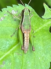 Methiolopsis geniculata