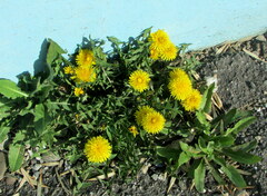 Taraxacum officinale