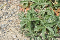 Potentilla pulcherrima