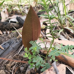 Cryptostylis leptochila