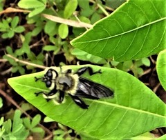 Laphria affinis