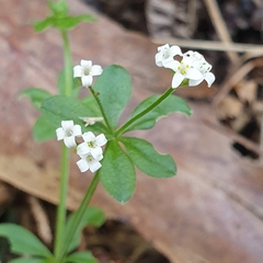 Asperula euryphylla
