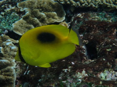 Chaetodon speculum