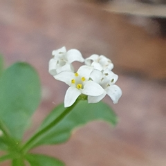 Asperula euryphylla