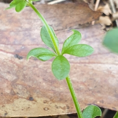 Asperula euryphylla