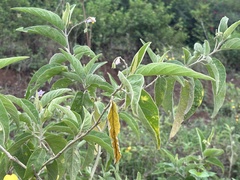 Solanum campylacanthum