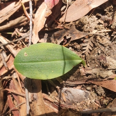 Chiloglottis valida