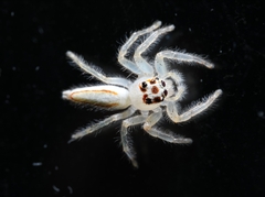 Telamonia