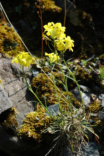 Image of Erysimum angustatum by (c) Syd Cannings, some rights reserved (CC BY)