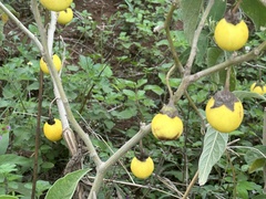 Solanum campylacanthum