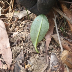 Chiloglottis valida
