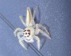 Telamonia