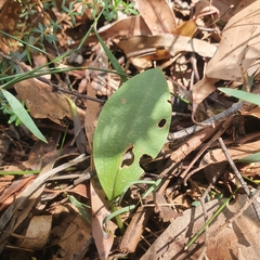 Chiloglottis valida