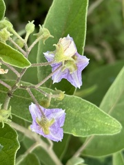 Solanum campylacanthum
