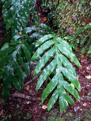 Blechnum colensoi