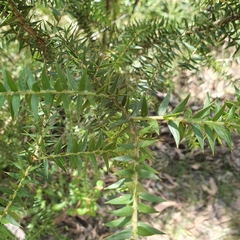 Acacia oxycedrus