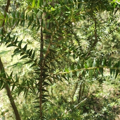 Acacia oxycedrus