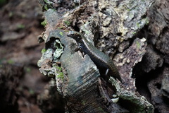 Silvascincus murrayi