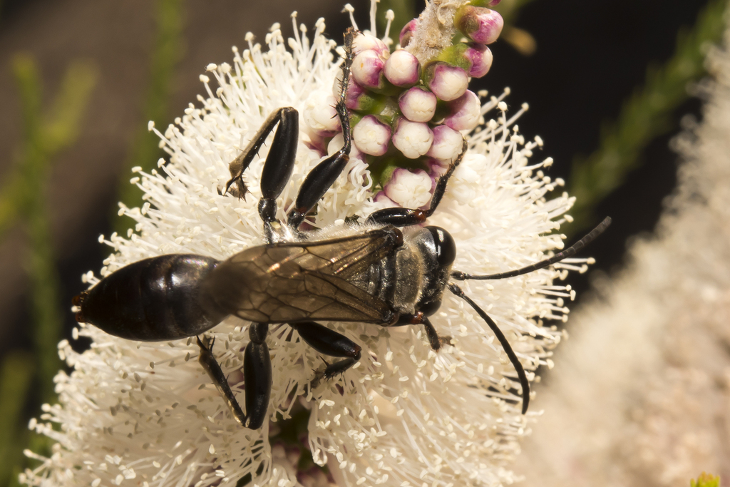 Sphex latilobus