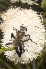 Sphex latilobus