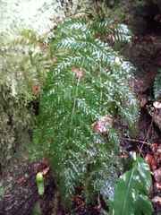 Leptopteris hymenophylloides