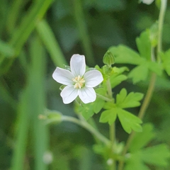 Geranium potentilloides