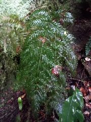 Leptopteris hymenophylloides