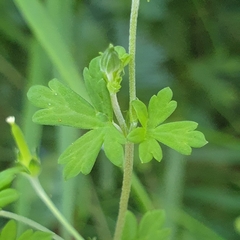Geranium potentilloides