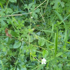 Geranium potentilloides