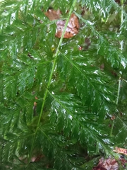 Leptopteris hymenophylloides