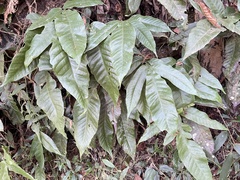 Tectaria harlandii