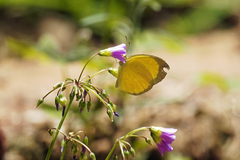 Eurema brigitta