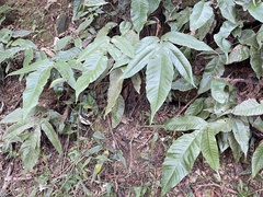 Tectaria harlandii