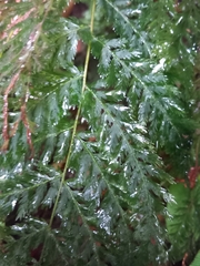 Leptopteris hymenophylloides