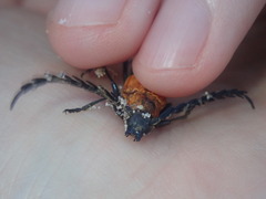 Distichocera superba